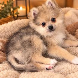 Chanel - Chocolate merle female Pomeranian puppy in Edinburg, Texas from Divine Valley Poms