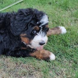 Bernedoodle and Double Doodle Puppies from Cloud Nine Doodles