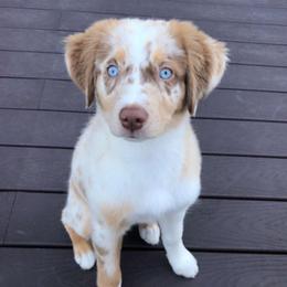 Athena - Red merle female Miniature Australian Shepherd puppy in Dalbo, Minnesota from JW Ranch Aussies