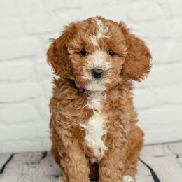 Cavapoo and Goldendoodle Puppies from Regal Doodles