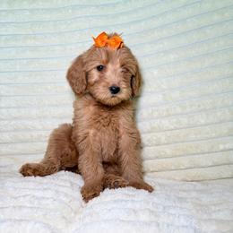 F1B Goldendoodle Skye - Red  female Goldendoodle puppy in Redding, California from Casa Delarosa Collective Poodles & Doodles