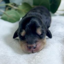 Black and Cream female - Black and cream female Dachshund puppy in Nampa, Idaho from Long_and_Low_Dachshunds