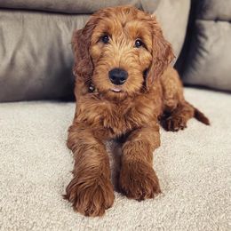 Goldendoodles and Poodles from Crimson Companions