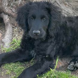 Bernedoodles, Goldendoodles, Old English Sheepdogs, Poodles, and Sheepadoodles from Funky Feather Farms