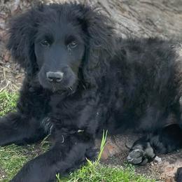 Bernedoodles, Goldendoodles, Old English Sheepdogs, Poodles, and Sheepadoodles from Funky Feather Farms