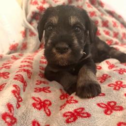 PS boy - Pepper and salt male Giant Schnauzer puppy in Mason, Ohio from Bourbon Country Schnauzers