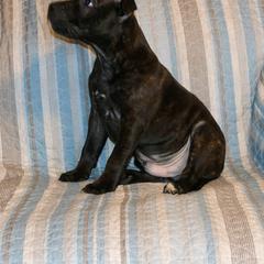Staffordshire Bull Terrier Puppies from Rukkus Staffords