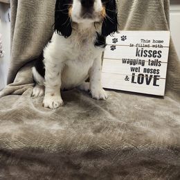 Mary - Black white and tan English Springer Spaniel puppy in Hilham, Tennessee from Rocky Top Springer Spaniels
