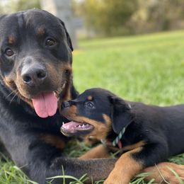 Rottweilers from Bold & Beautiful Rottweilers