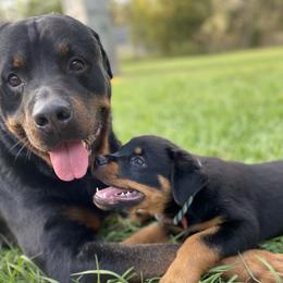 Rottweilers from Bold & Beautiful Rottweilers