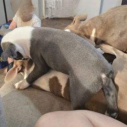 Boston Terrier Puppies from Aronow pups