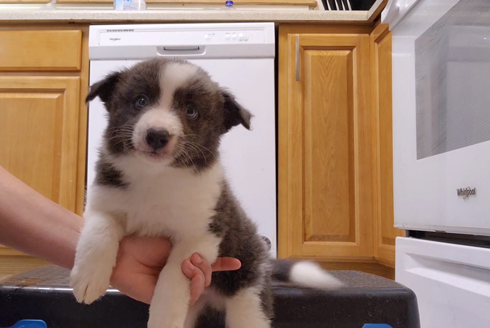 Border Collie Puppies from Oddity Kennels