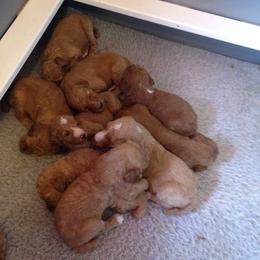 Poodle Puppies from Kokopelli Standard Poodles
