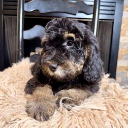 Bandit - Phantom male Bernedoodle puppy in Tyner, Kentucky from Good Dog Doodles