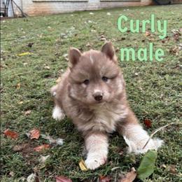 Curly - Red and white male Siberian Husky puppy in Elkin, North Carolina from Blue Ridge Shadow Huskies