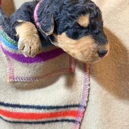 Miss Pink - Black and tan female Airedale Terrier puppy in Mooresville, North Carolina from Farm 55