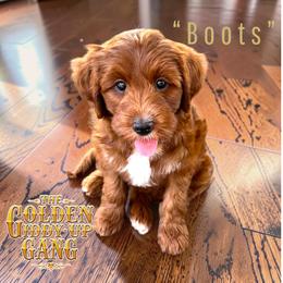 Bernedoodle and Goldendoodle Puppies from Paws 4 Doodles, LLC