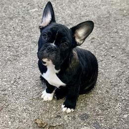 Black Panther - Brindle and white male French Bulldog puppy in Thorndale, Pennsylvania from Allure Frenchies
