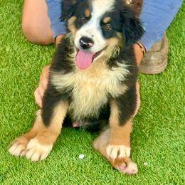 Tri male - Black tri male Miniature Australian Shepherd puppy in Lemon Cove, California from Magic Ranch Mini Aussies