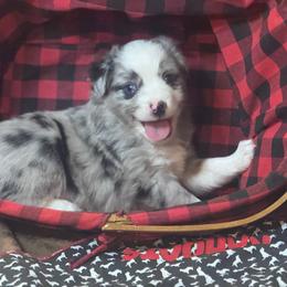 Palmer - Blue merle male Miniature Australian Shepherd puppy in California from Eagle River Aussies