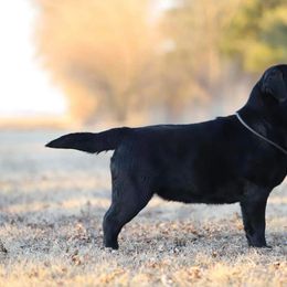 Labrador Retriever puppies from Firecrest Kennels
