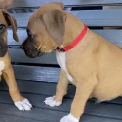 Boxers from Wilson Boxer Puppies