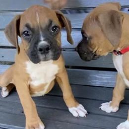 Boxers from Wilson Boxer Puppies