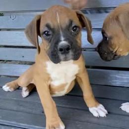 Boxers from Wilson Boxer Puppies