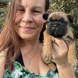 Brown Boy by - Fawn and white male French Bulldog puppy in Spanaway, Washington from Beloved Frenchies