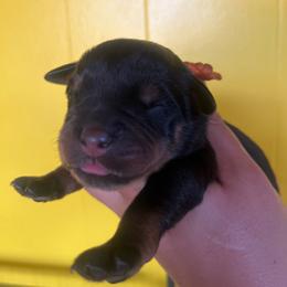 Orange - Black and rust male Rottweiler puppy in Mancelona, Michigan from Nicolle Stone
