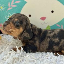 Boyd - Dapple male Dachshund puppy in Colbert, Oklahoma from Brooke Crenshaw