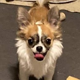Elsa - Chihuahua