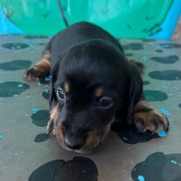 Charlie - Black and tan male Dachshund puppy in Hawley, Texas from Foxy’s Dachshunds & Toy Aussies