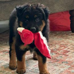 Butterfly 🦋 - Black tri female Miniature Australian Shepherd puppy in Sulphur, Louisiana from Triple J Aussies and Corgis