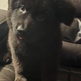 Bear - Black male German Shepherd puppy in Montalba, Texas from LM German Shepherd Dogs
