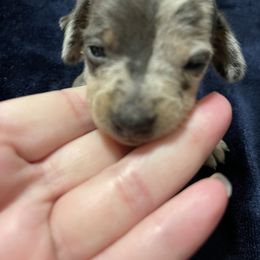 Dachshund Puppies from Monicas Mini Dachshunds