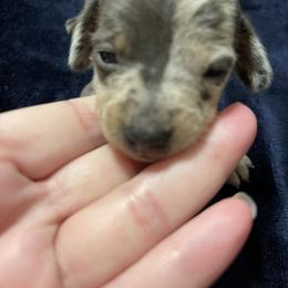 Dachshund Puppies from Monicas Mini Dachshunds