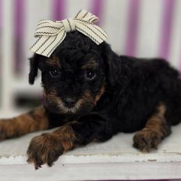 Lily - Phantom female Goldendoodle puppy in Decatur, Tennessee from Diamond's Doodles