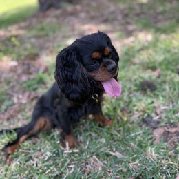 Misty - Cavalier King Charles Spaniel