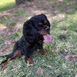 Misty - Cavalier King Charles Spaniel