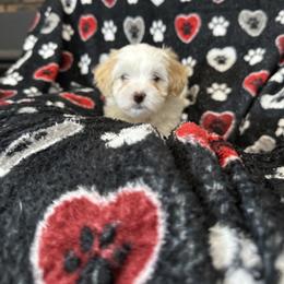 Epincess Josephine of A Royal Havanese Court  Jo - White female Havanese puppy in North Richland Hills, Texas from A Royal Havanese Court