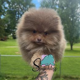 Alfredo- 3250.00 dollars - Lavender male Pomeranian puppy in Perry County, Ohio from Speechless Pom’s