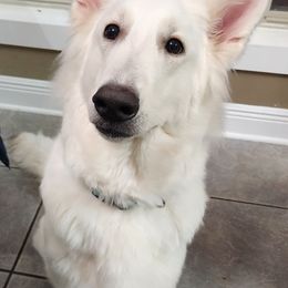 Pearl - Berger Blanc Suisse