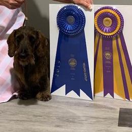 Dachshunds from Rivendell Farms
