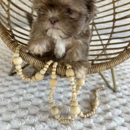 Ellie - Lilac female Shih Tzu puppy in Trinity, North Carolina from Trinity Shih Tzu