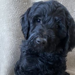 “Daisy” - Black Labradoodle puppy in Helena, Montana from Reese Labradoodles