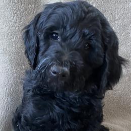 “Daisy” - Black Labradoodle puppy in Helena, Montana from Reese Labradoodles