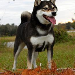 Katana - Shiba Inu