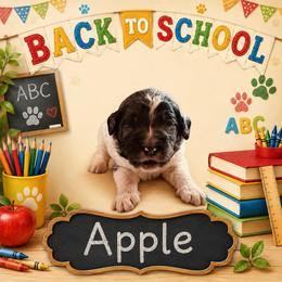 Apple - Merle female Bernedoodle puppy in Julian, Pennsylvania from Happy Valley Doodles