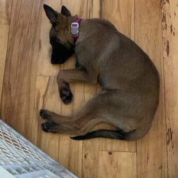 Belgian Malinois and Labrador Retriever Puppies from Elite Canine Training & Outfitters